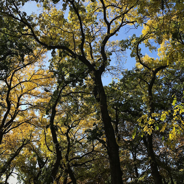 Orchestral Works II. &quot;La Danse du Vent&quot; (2020)